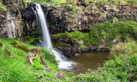 Ballarat’s Own Kakadu