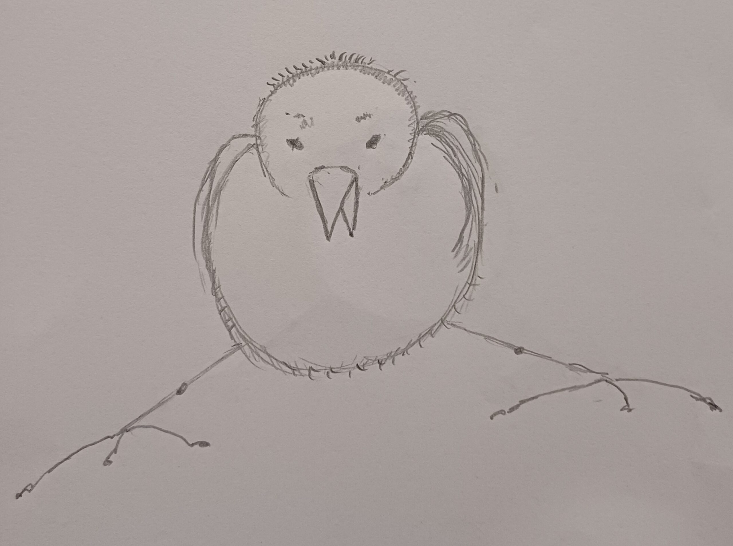 The Belligerent Seagull